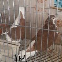 کبوتر فروشی|پرنده|تفت, |دیوار