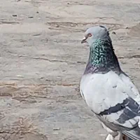 کبوتر سبز دم سفید