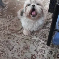 شیتزو سوپر فلت|سگ|تهران, شهرک غزالی|دیوار