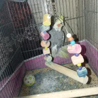 یک عدد عروس هلندی نر سخنگو