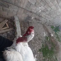 خروس لاری اصیل