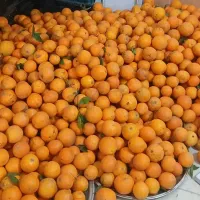 پرتقال کیلو ۳۲