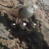 گمشده عروس هلندی