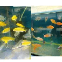 فروشگاه آکواریوم زبرامولی اسکار سیچیلاید تترا آنجل|ماهی|تهران, جلیلی|دیوار