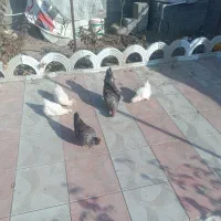 فروش مرغ ابریشمی