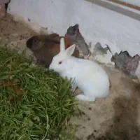 نرماده خرگوش|موش و خرگوش|کرمان, |دیوار