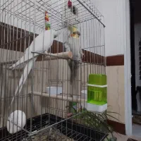 عروس هلندی|پرنده|الوند, |دیوار