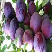 نهال آلو پفکی|خدمات باغبانی و درختکاری|جهرم, |دیوار