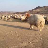 گوسفند . بره . بز . قوچ کردی ناب ناب