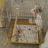 عروس هلندی|پرنده|محمدیه-قزوین, |دیوار