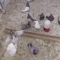 کبوتر یا کفتر