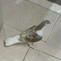 1عدد کفتر ساده طلایی معاوضه|پرنده|گرگان, |دیوار