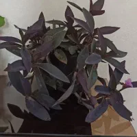 فروش گل و گیاه|گل و گیاه طبیعی|سمنان, |دیوار