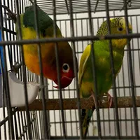 فروش۴تا عروس هلندی یکجا|پرنده|تهران, عباس‌آباد|دیوار