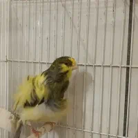 قناری نر، فر،|پرنده|تربت‌حیدریه, آبشار|دیوار