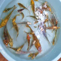 ماهی کوی|ماهی|اهواز, کمپلو شمالی|دیوار