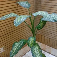 تعدادی گل طبیعی