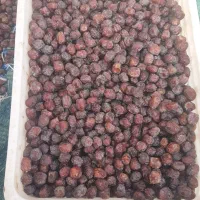 خرما مرداب سنگ