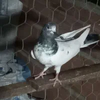 کبوتر پرشی|پرنده|ساری, |دیوار