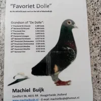 کبوتر مسافتی جان اردن|پرنده|رامیان, |دیوار