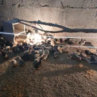 جوجه  محلی اصل 12 روزه