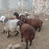 بره ماده هترو|حیوانات مزرعه|هرسین, |دیوار