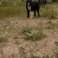 سگ گله ای|سگ|چادگان, |دیوار