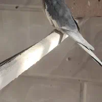 عروس هلندی|پرنده|یزد, |دیوار