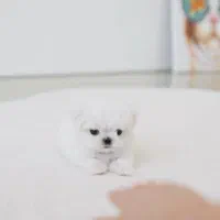 توله سگ جیبی عروسکی مالتیز