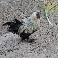 فروش  مرغ خروس  سلطان