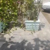 فروش نهال جام. توت. گل کاغذی|خدمات باغبانی و درختکاری|چابهار, |دیوار