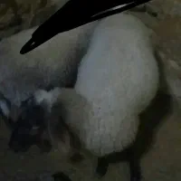 میش لاکن ابستن دوتا و جفت بز خونگی مورسیا|حیوانات مزرعه|نائین, |دیوار