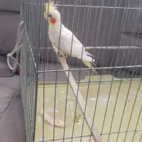 عروس هلندی تخم گذار ماده