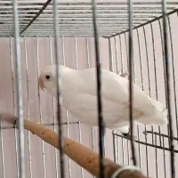 کوتوله ماده|پرنده|مشهد, کوه سنگی|دیوار