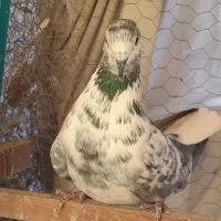 ۳تا کفتر غریب گیری|حیوانات|کرج, کیانمهر|دیوار