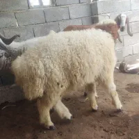 بره