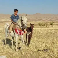 مادیون آبستن به همراه کره مادیون