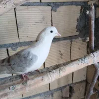 کبوتر|پرنده|مبارکه, |دیوار