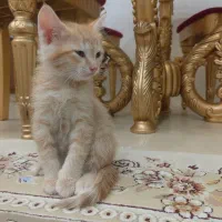 واگذاری رایگان گربه|گربه|پرند, فاز ۰|دیوار