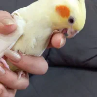 عروس هلندی نر و ماده|پرنده|اندیشه, اندیشه فاز ۱|دیوار