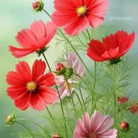 پذیرش  سرمایه گذاری و ارائه برنامه سرمایه گذاری