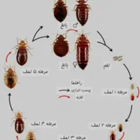 سمپاشی چیچک|خدمات نظافت|اسلامشهر, زرافشان|دیوار