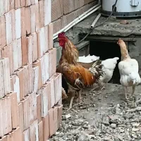 خروس دورگ درشت