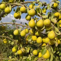 گلابی.مینودشت.کوهسارات