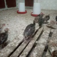 جوجه بوقلمون