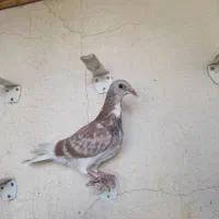 کبوتر کفتر پرشی صید بوم بلند