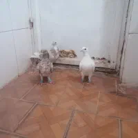 کبوتر|پرنده|رشتخوار, |دیوار