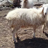 بره ماده با بره کوچک