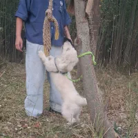 سگ پاپی باهوش|سگ|شهرکرد, |دیوار