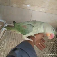 شاه طوطی